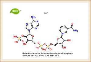 Fosforan dinukleotydu beta-nikotynamidoadeninowego Sól sodowa NADP + Na CAS 1184-16-3
